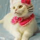 Image for article titled Japan's Hello Kitty Cat Humiliation System